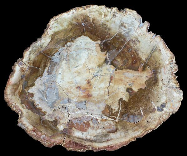 Petrified Wood (Araucaria) Slab - Madagascar #53994